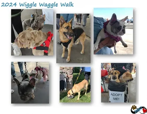 2024-wiggle-waggle-walk-606