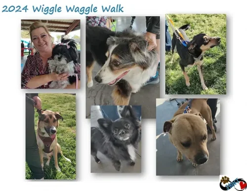 2024-wiggle-waggle-walk-808